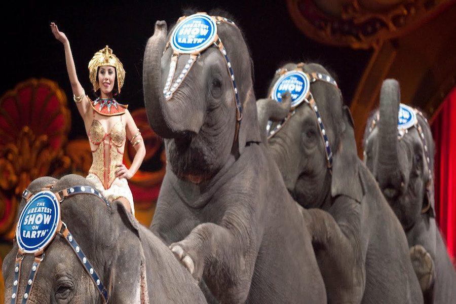 Abused circus animals find peace