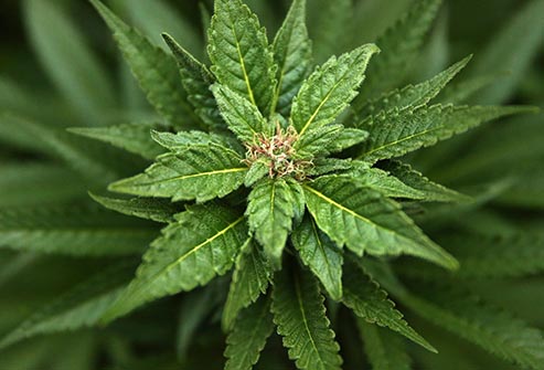 Marijuana: drug or plant?