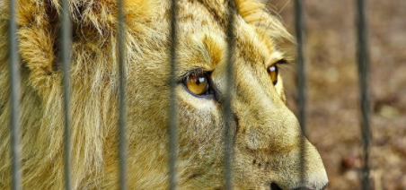 Are zoos ethical?