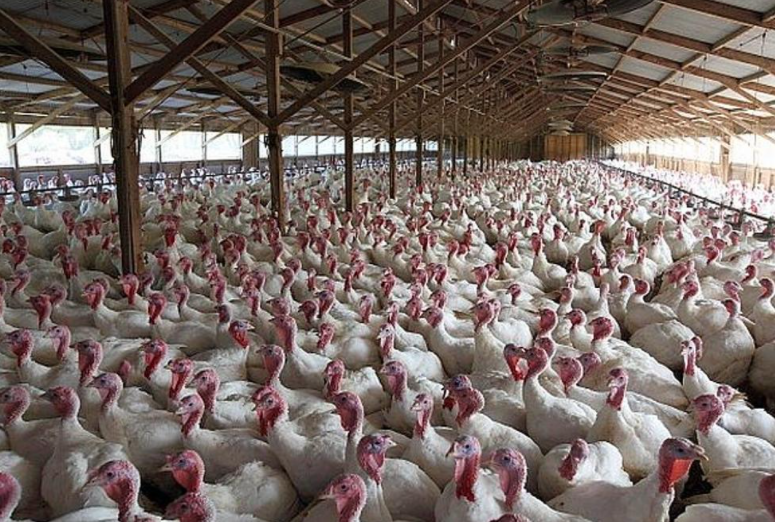   https://wjon.com/9th-minnesota-turkey-farm-hit-by-deadly-bird-flu-strain/