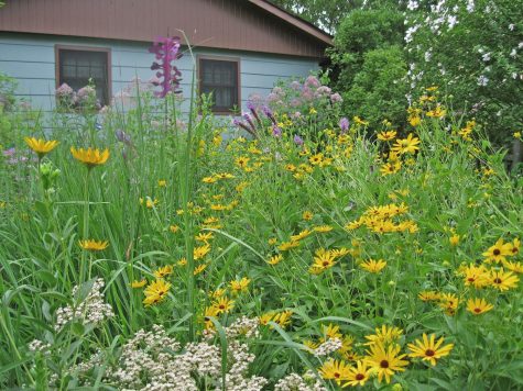 A prairie garden like this offers privacy to homeowners while providing shelter to local wildlife. (Good-Natured Landscapes LLC)